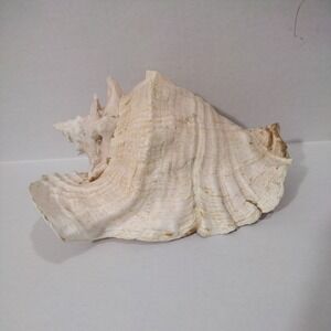 Large Aliger Gigas Pink Queen Conch Seashell 9" Long